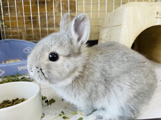 ネザーランドドワーフ