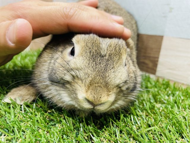 ネザーランドドワーフ