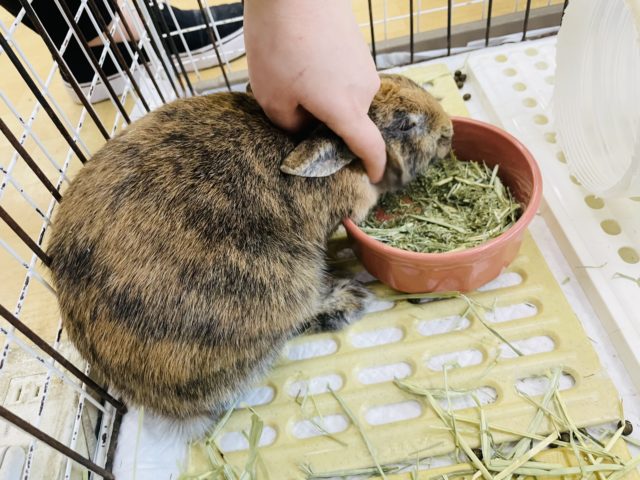 ネザーランドドワーフ