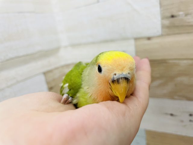 コザクラインコ（小桜インコ）