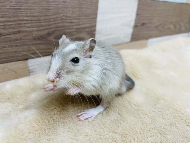 カラージャービル（スナネズミ）