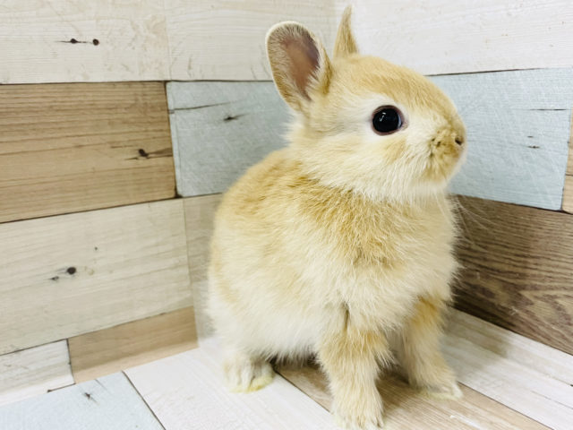 ネザーランドドワーフ