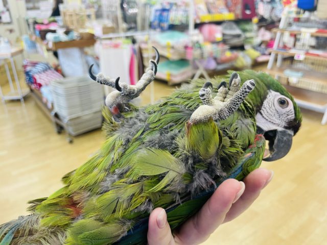 ヒメコンゴウインコ