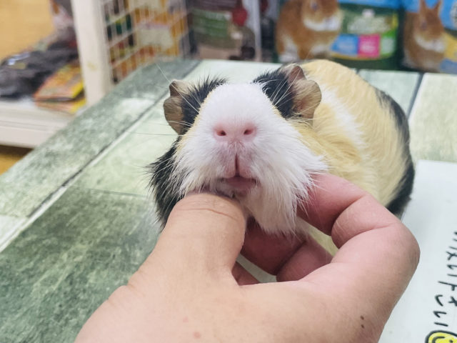 イングリッシュモルモット