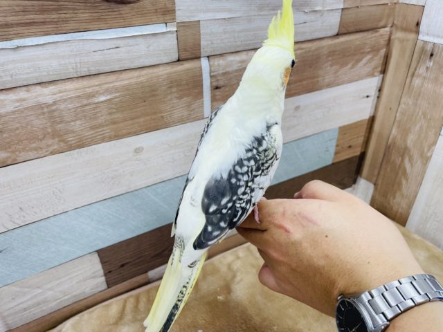 オカメインコ