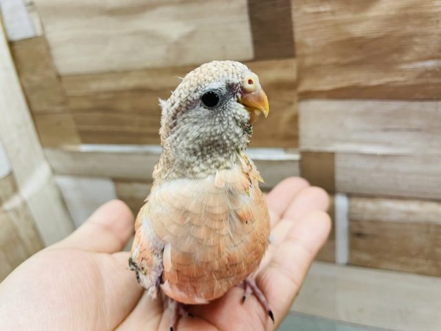 アキクサインコ（秋草インコ）