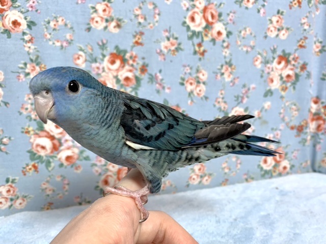 サザナミインコ