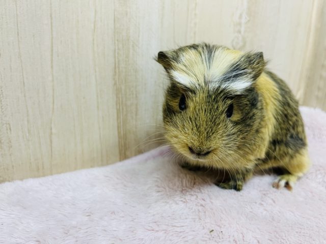 まるで虎柄!?クレステッドモルモット女の子 クレステッドモルモット