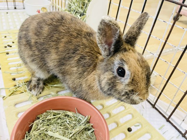 ネザーランドドワーフ