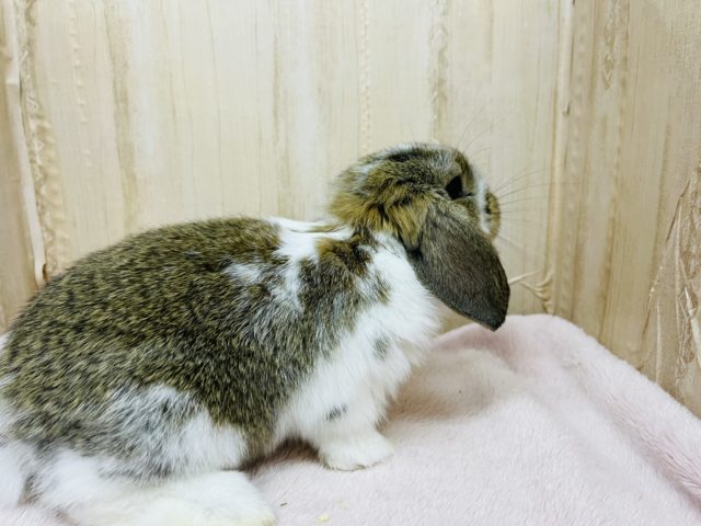 ロップイヤーラビット