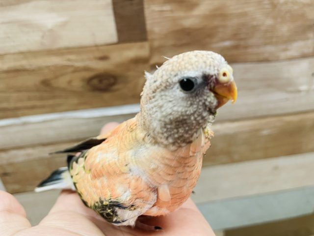 アキクサインコ（秋草インコ）