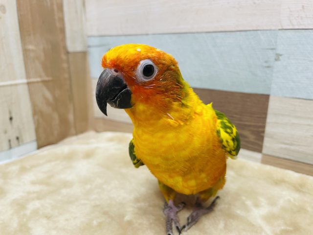 コガネメキシコインコ