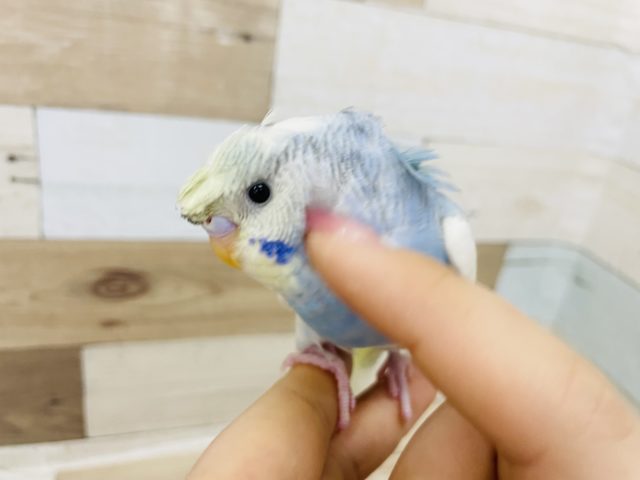 羽衣セキセイインコ
