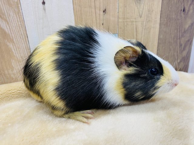 イングリッシュモルモット