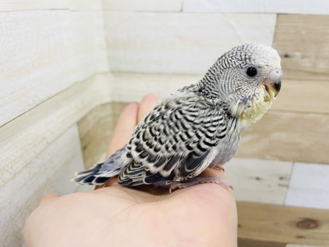 ジャンボセキセイインコ