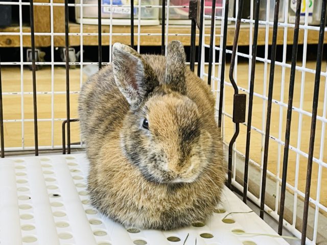 ネザーランドドワーフ