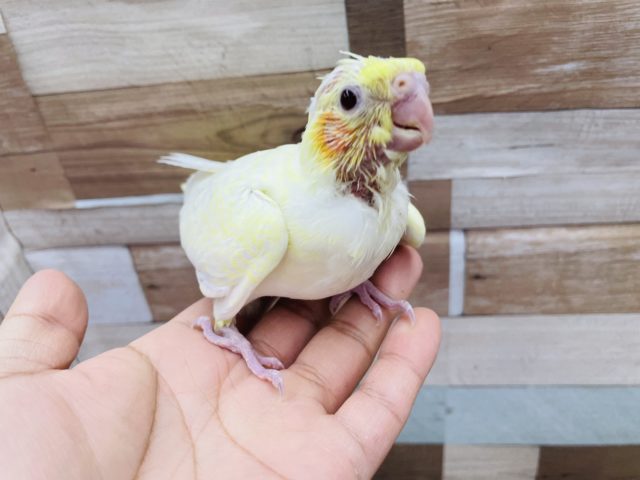オカメインコ