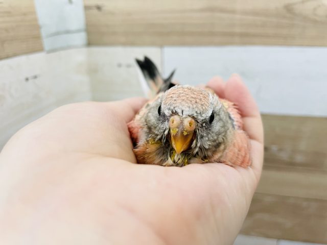 アキクサインコ（秋草インコ）