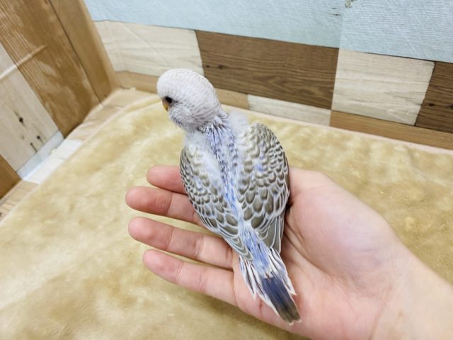 ジャンボセキセイインコ