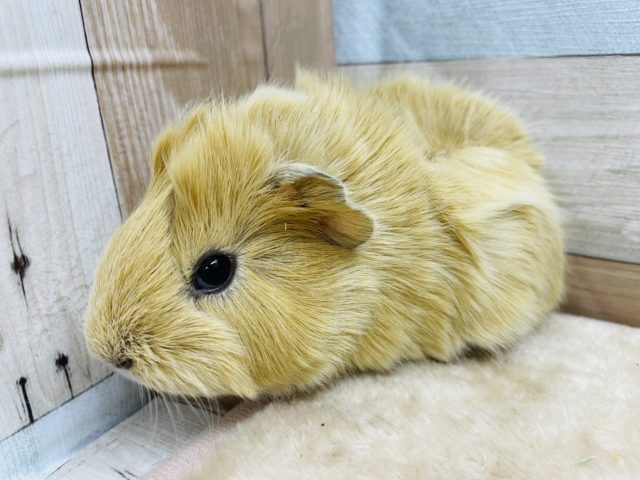 アビシニアンモルモット