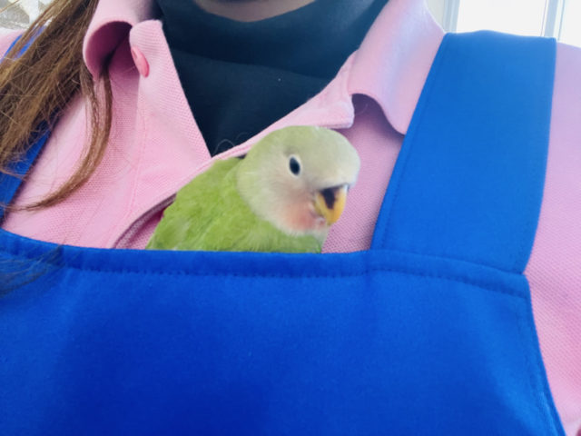 コザクラインコ（小桜インコ）