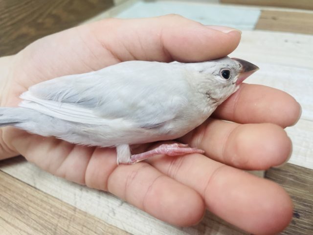 シルバー文鳥