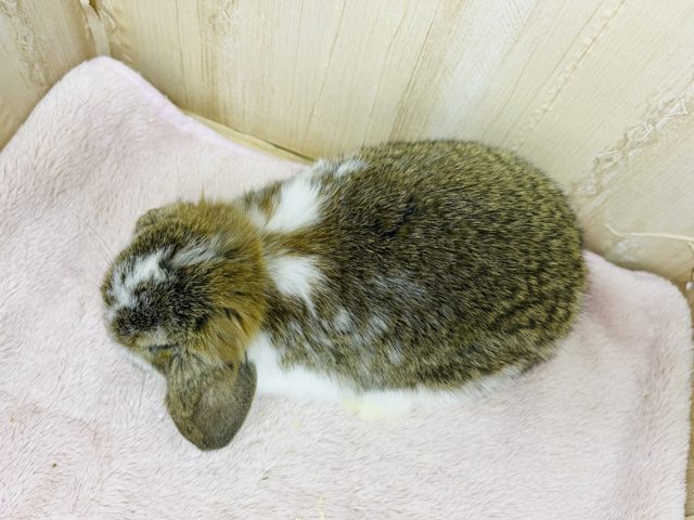 ロップイヤーラビット