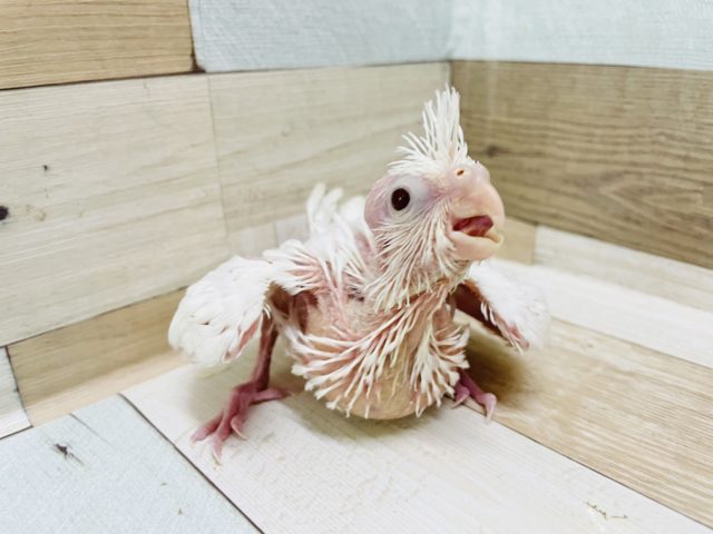 オカメインコ