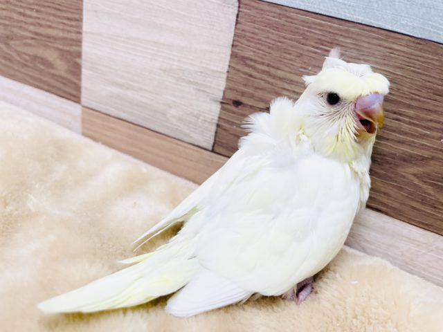 羽衣セキセイインコ