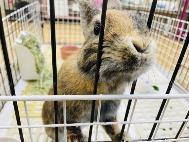 ネザーランドドワーフ