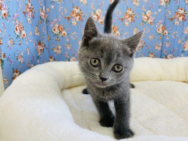 ブリティッシュショートヘア