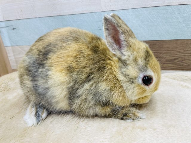 ネザーランドドワーフ