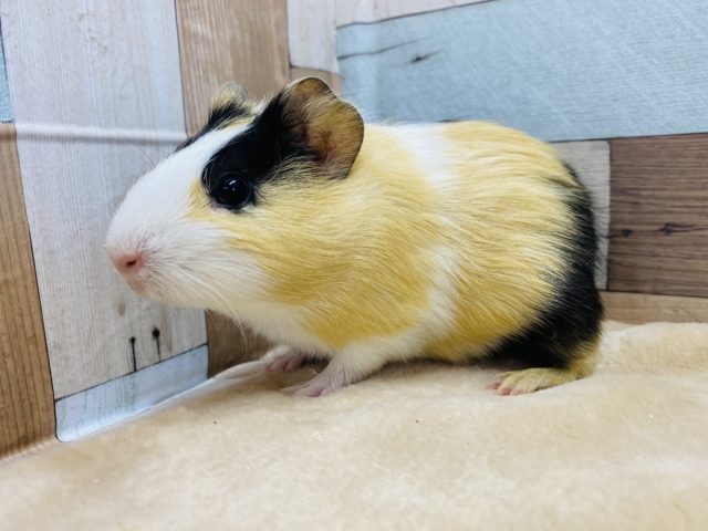 イングリッシュモルモット