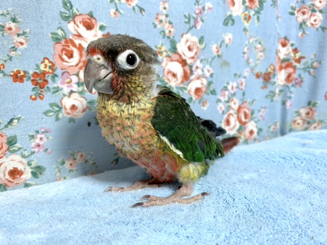 ワキコガネウロコインコ