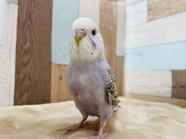 ジャンボセキセイインコ