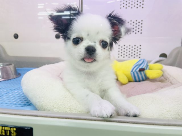 ギャップの宝石箱♥️激かわチワワちゃん(ホワイト&ブラック) チワワ