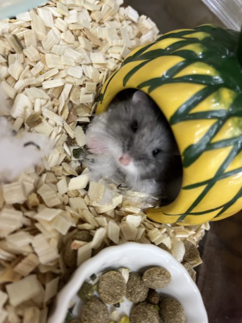  ロボロフスキーハムスター