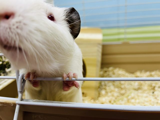 イングリッシュモルモット