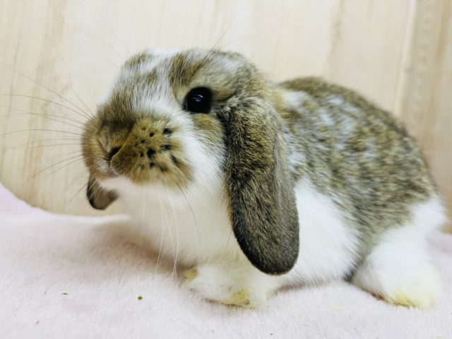 ロップイヤーラビット