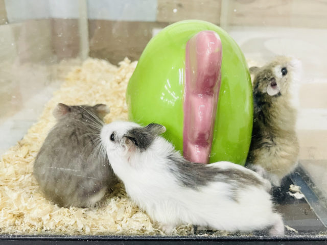  ロボロフスキーハムスター