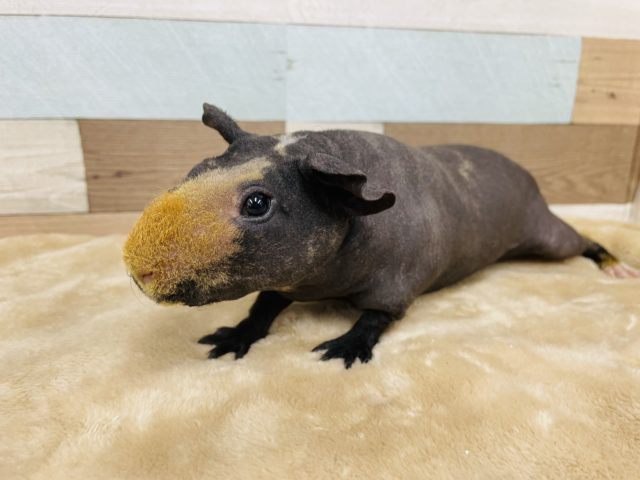 スキニーギニアピッグ