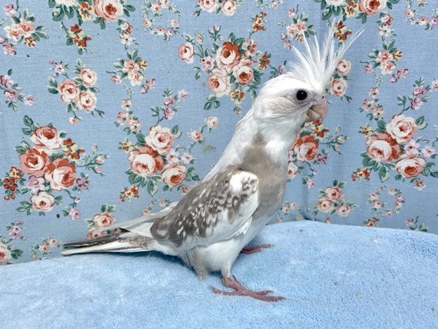オカメインコ
