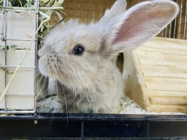 フレミッシュジャイアント