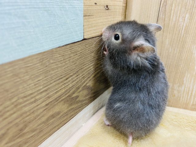 ゴールデンハムスター