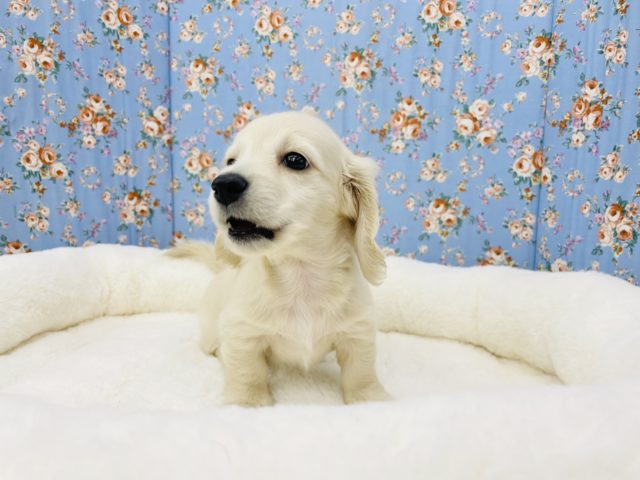 ミニチュアダックス