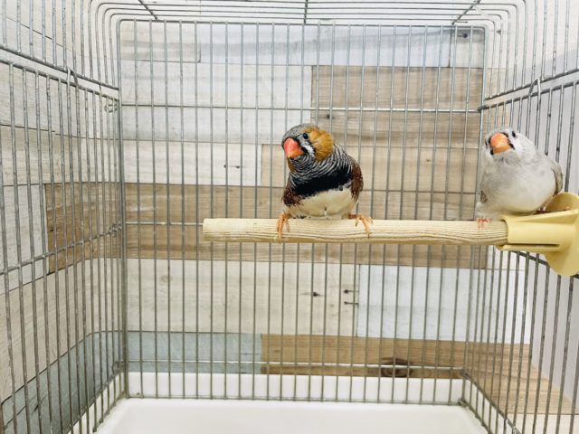 なかなか入舎が少ないです!ジャンボキンカチョウペア! ジャンボキンカチョウ