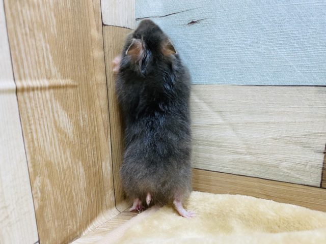 ゴールデンハムスター