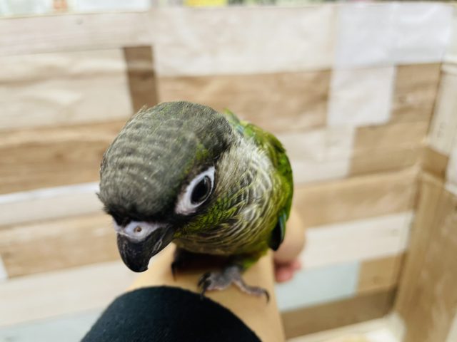 ホオミドリウロコインコ