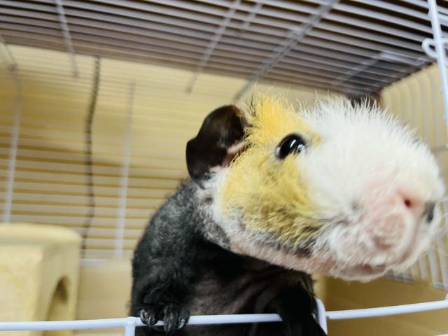 ウェアウルフ（スキニーギニアピッグ）