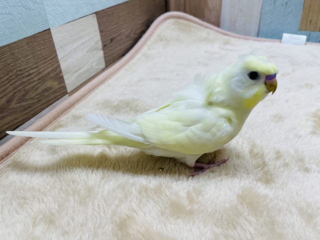 羽衣セキセイインコ